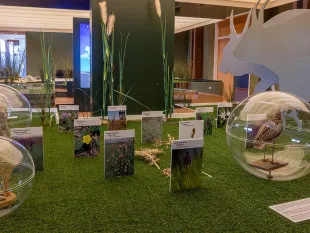 Ausstellung mit künstlichem Grasboden, Glasglocken mit Pflanzen, ausgestopfter Vogel, Bildschirm und Tier-Silhouette im Hintergrund.