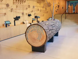 Ein großer Baumstamm mit Jahresringen und Beschriftung "Meister der Anpassung: Der Wald" im Zentrum eines Raums, umgeben von Ausstellungsflächen mit Touchscreens und Holzskulpturen an der Wand