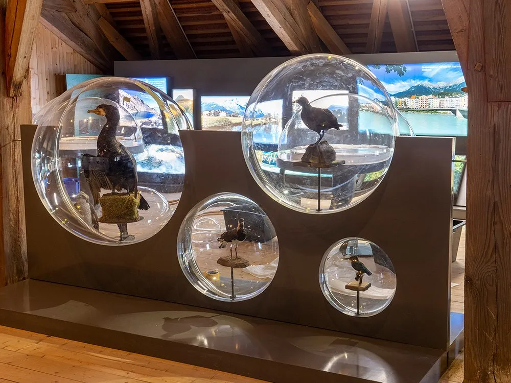 Verschiedene ausgestopfte Vögel in kugelförmigen Glasvitrinen