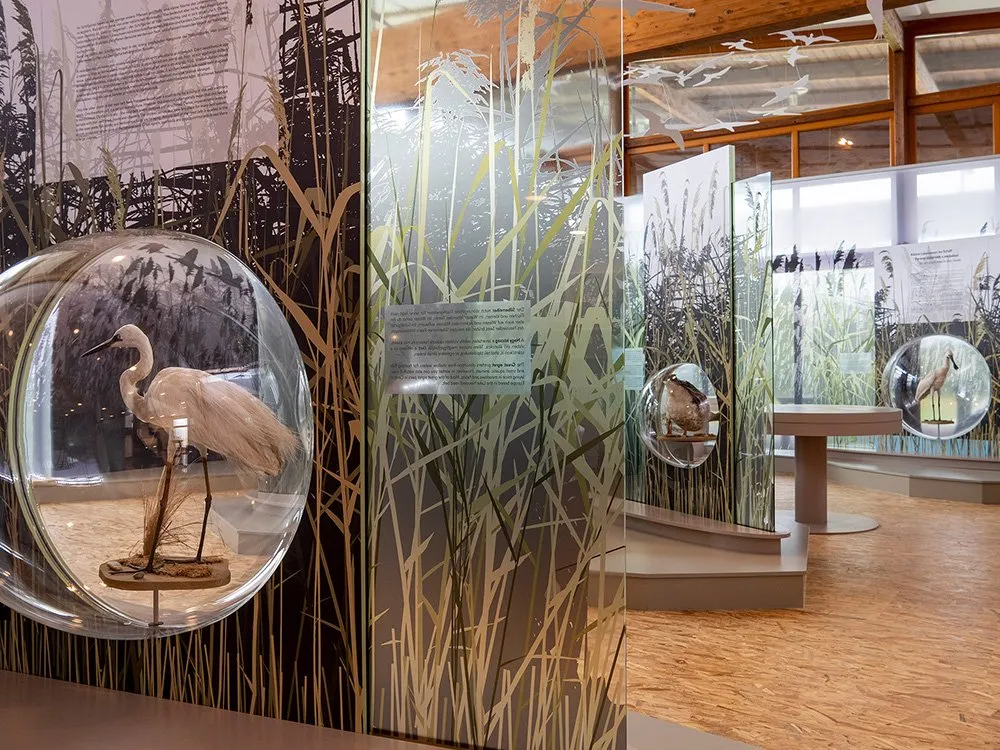 Detailansicht: Glasglocken mit ausgestopfte Vögel und Schilfrohr-Dekor