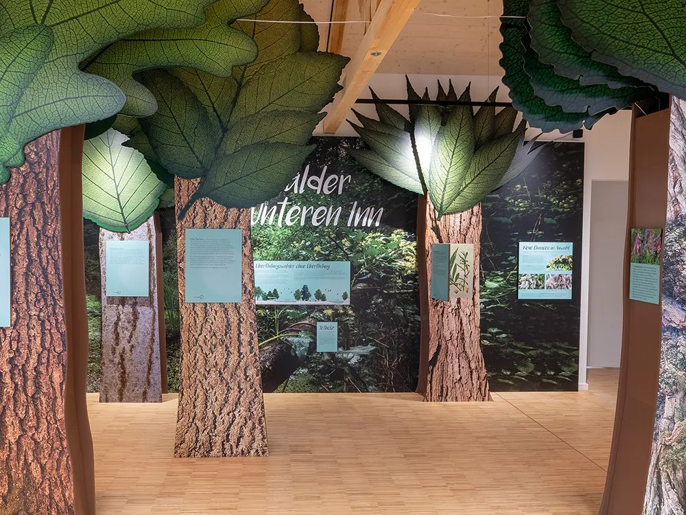 Blatt- und Baumstamm-Dekorationen, Informationspaneele über Auwälder, Tierwelt und neue Waldchancen.