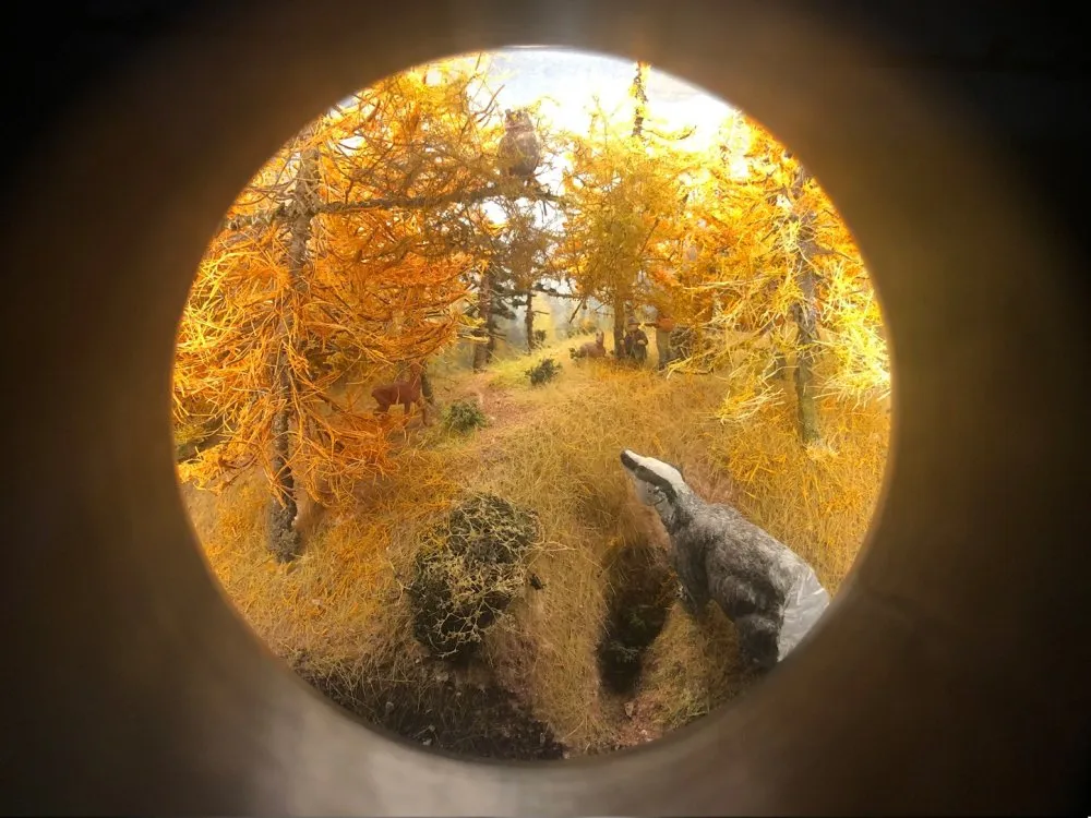 Ein Blick durch ein Astloch an einem Baumstamm auf ein Mini-Diorama mit Bäumen, einem Dachs, einer Eule auf einem Ast und weiteren Tieren in einer herbstlichen Landschaft