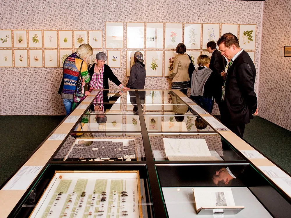 Ausstellungsraum: Besucher betrachten Glasvitrinen mit Pflanzen- und Insektensammlungen sowie Wandbilder mit botanischen Zeichnungen